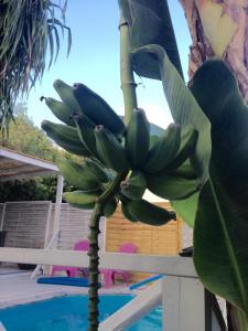 13697183_302978033390443_173529079467179505_n