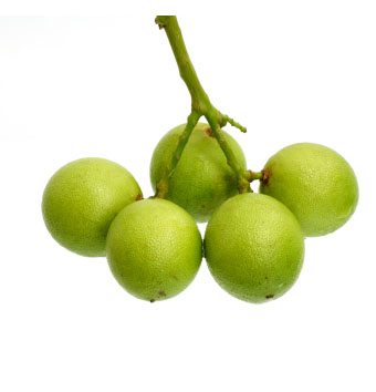 Quenips