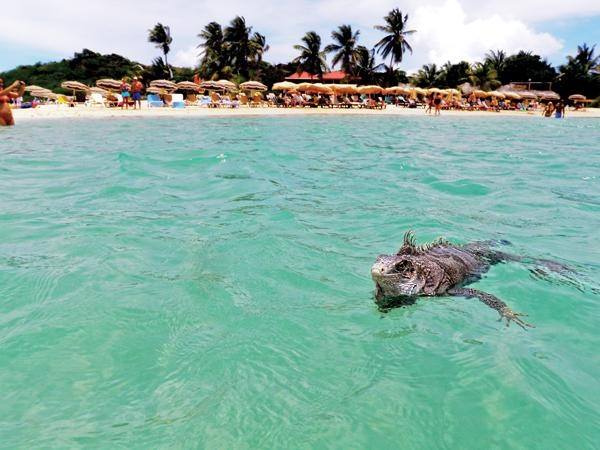 Iguana schwimmt