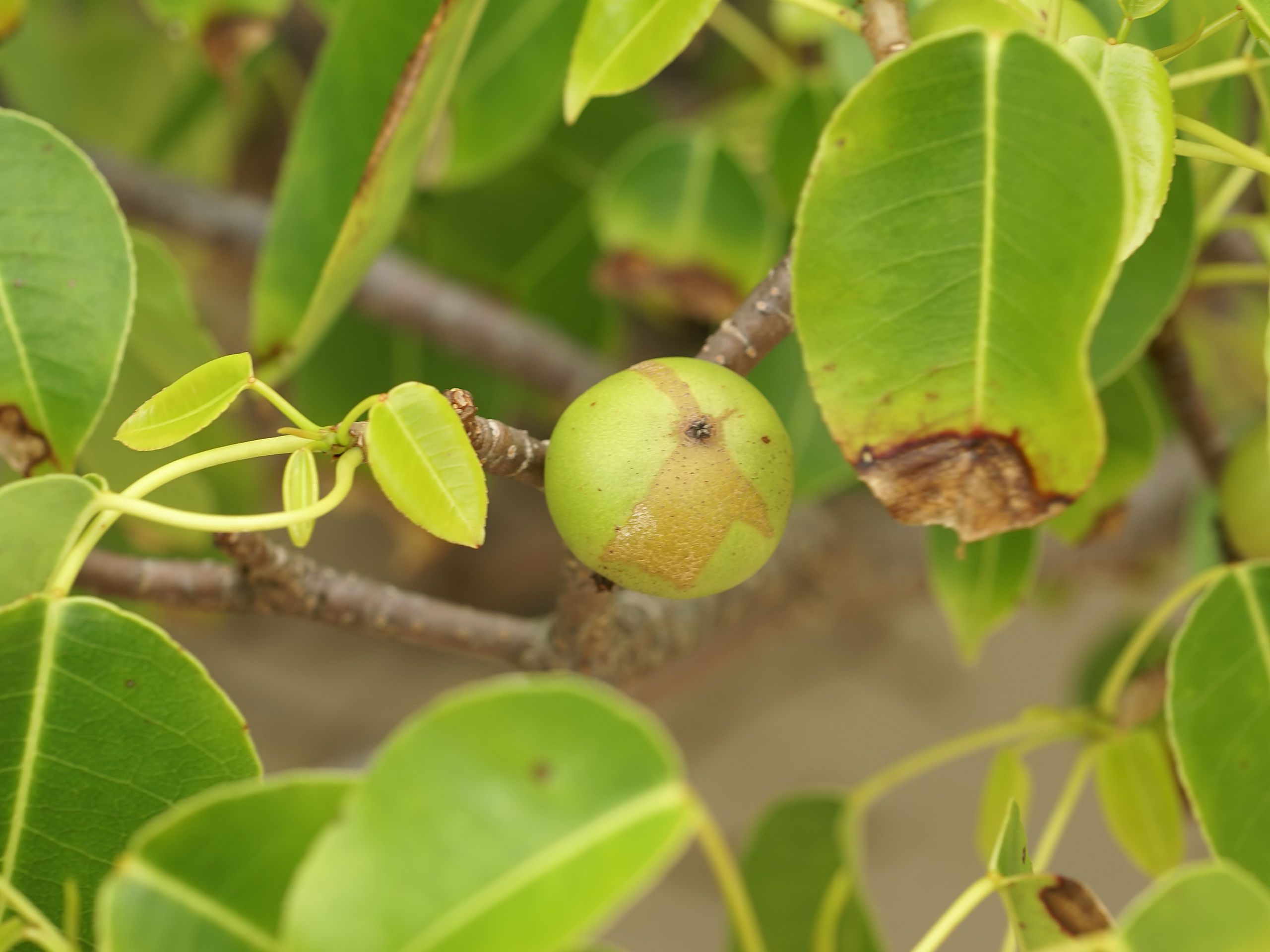 Der Manchinel Baum
