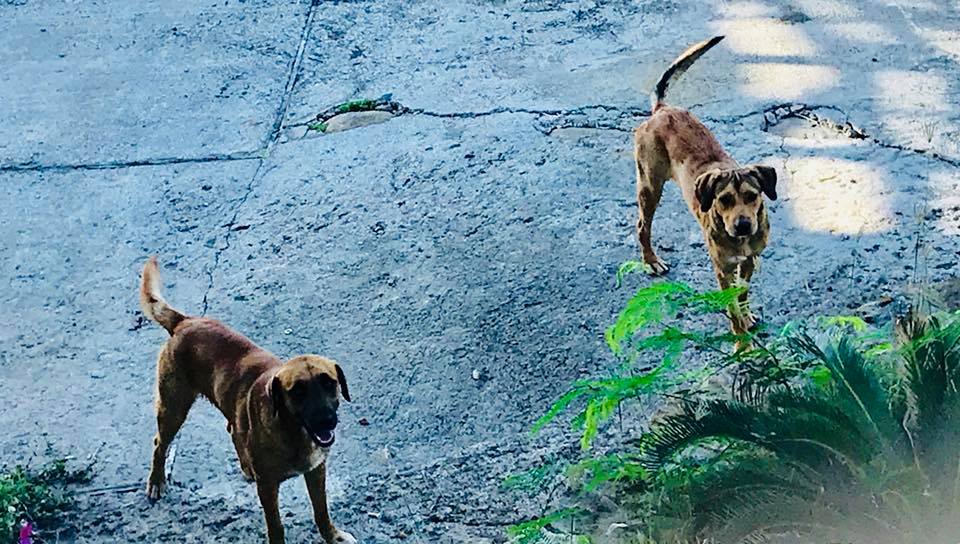 41362908_769936990027876_5601561476327276544_n