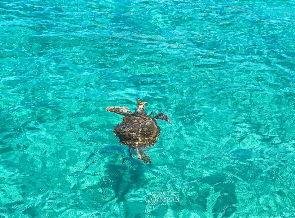 Curacao Dreams perfect day tour