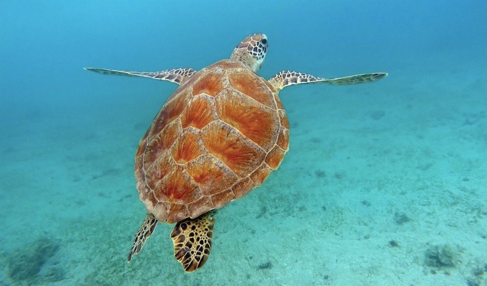 Beach & Schnorcheltour Sint Maarten