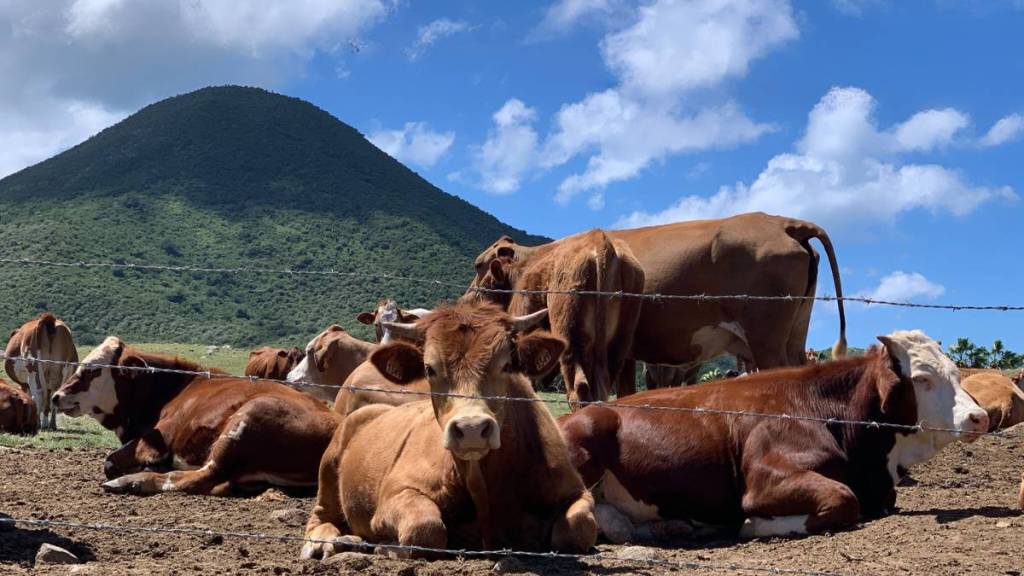 Besucht die Rockland Farm auf Sint Maarten